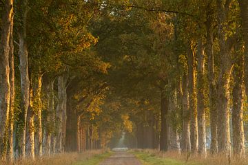 Avenue de hêtres au lever du soleil sur Francis Dost