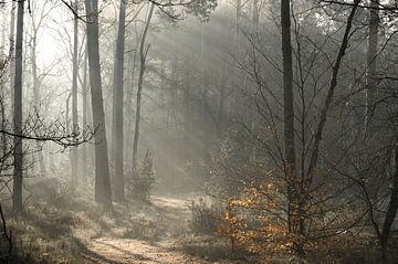 Brouillard et rayons de soleil de la Veluwe