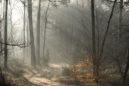 Veluwezoom mist en zonnenstralen