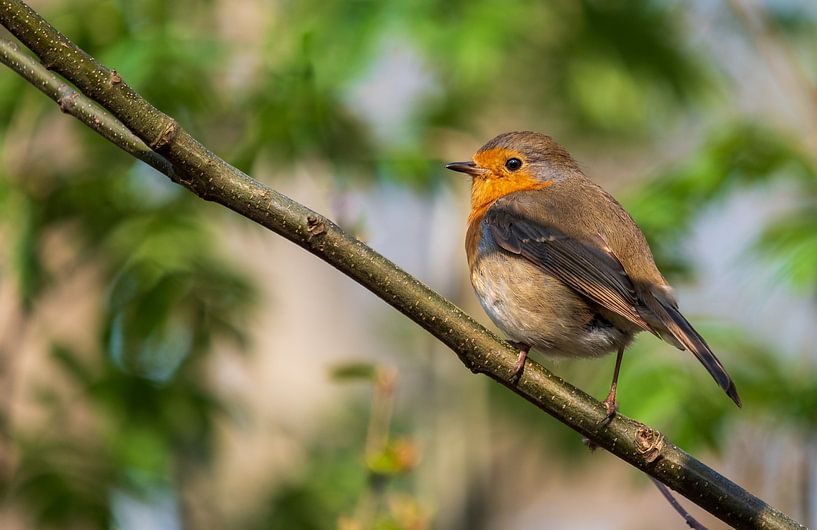 Robin by Lisa Dumon