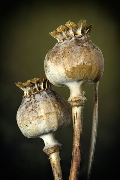 Mohnblumen von Jan van der Knaap