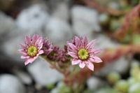 Pink cactus flowers