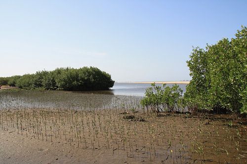 Nieuwe mangrove