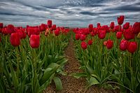Tulip field in Sint Maartensvlotbrug