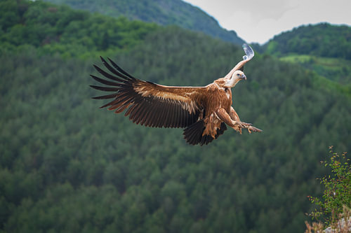 Griffon vulture (Gyps fulvus) in flight