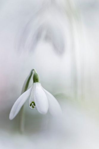 Het ontluiken van de lente