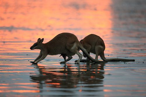 kangoeroe op strand bij zonsopgang, mackay, noord queenland, australië