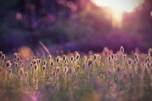 Morning light