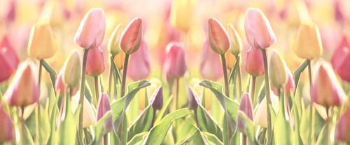 Tulpen Zauber in Pastell