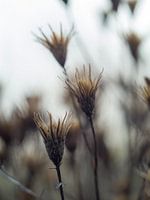 Uitgebloeide bloemen