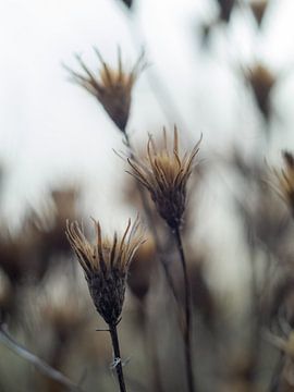 Blühende Blumen von Martijn Wit