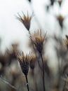Blooming flowers by Mr White Takes Pictures thumbnail