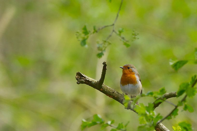 Robins by bientje76