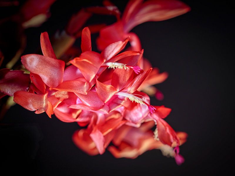 Flowering Cactus by Rob Boon
