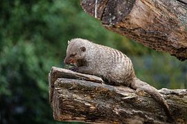 Mongoose von Ghislaine de Jong
