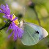 Witte vlinder op paarse bloem van Annika Westgeest Photography