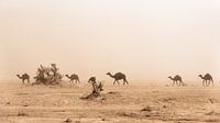 Kamelen van Herwin Wielink thumbnail