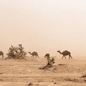 Camels in the desert by Herwin Wielink