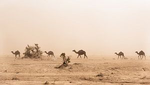 Kamelen van Herwin Wielink