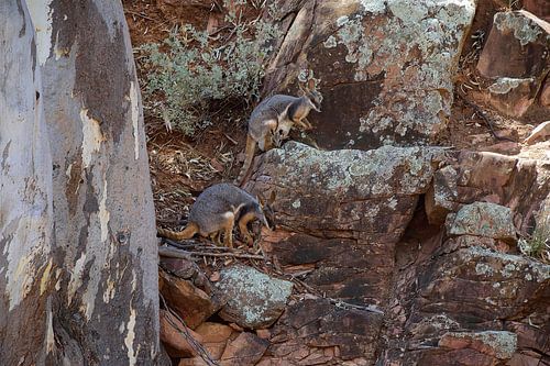 Een paar geelvoetige rotswallaby's gevonden