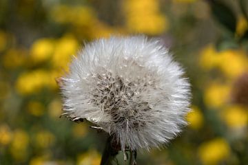 closeup van een paardenbloem met gele bloemen als achtergrond