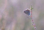 Papillon en rose par Vince Pellegrom Aperçu