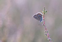 Butterfly in pink