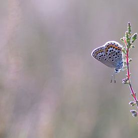 Papillon en rose sur Vince Pellegrom