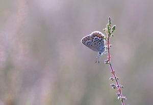 Papillon en rose