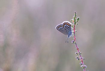 Schmetterling in Rosa