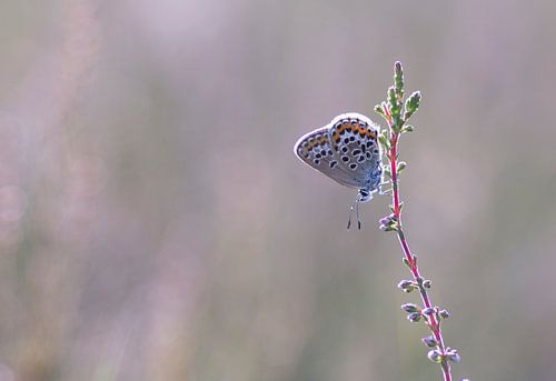 Papillon en rose sur Vince Pellegrom