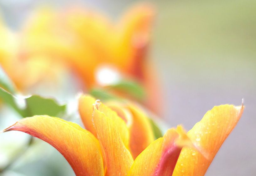 Sunny tulip by Marianna Pobedimova