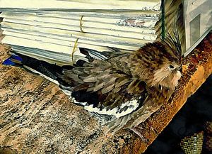 Nymphensittich wartet auf Kunden
