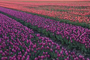 Tulpenveld