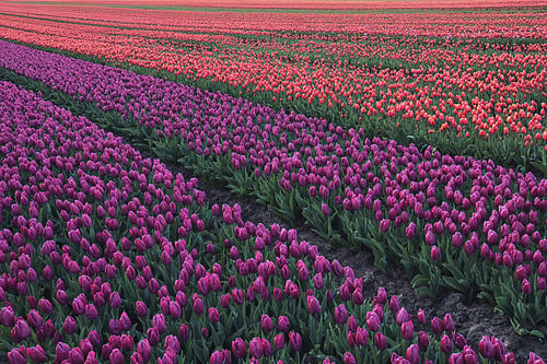 Tulpenveld