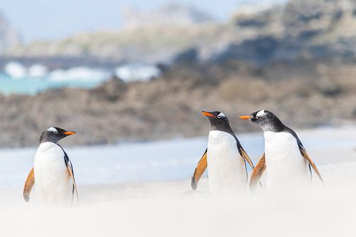 Trois manchots Gentoo en conversation sur l'île de la Carcasse