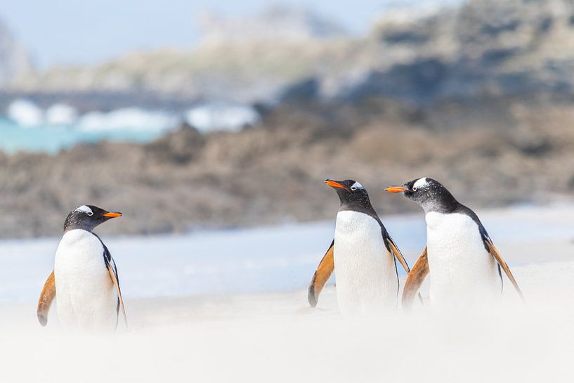 Drie Ezelspinguïns in Gesprek op Carcass Island van Nanda Bussers