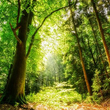 Ontruiming in het bos in de zon