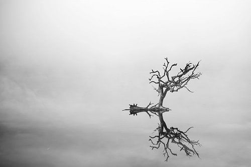 Zwart-Wit Foto van Eenzame Boom op het Water - Sereen en Sober Kunstwerk voor Interieur