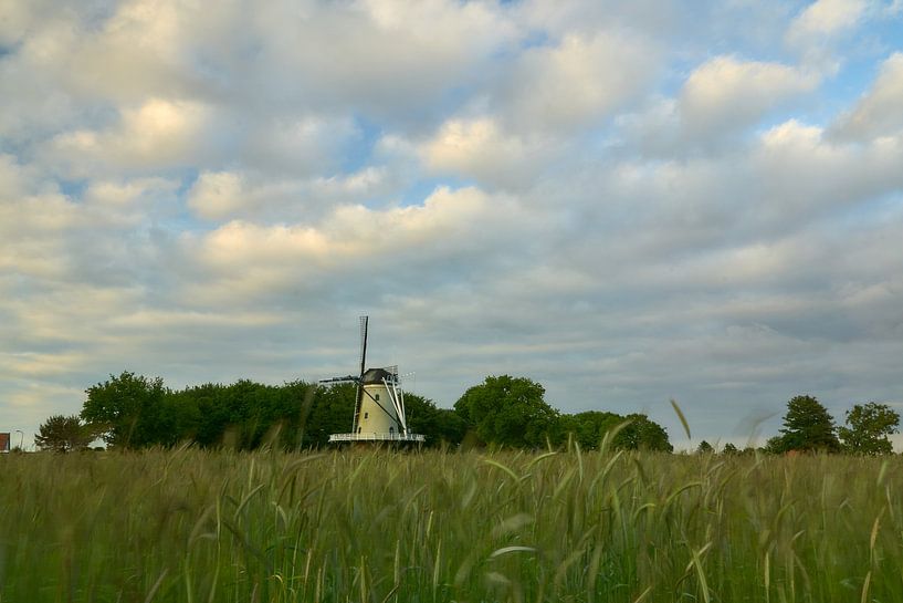 Grain in the wind in front of corn mill The Windhound by Ad Jekel