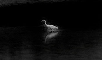 Silberreiher im See