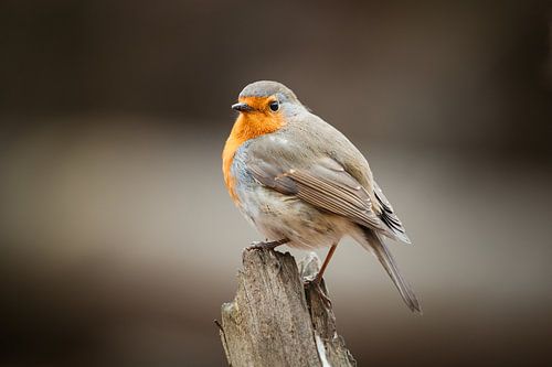 Robin à la pose imposante sur un tronc d'arbre