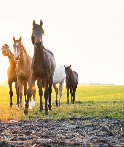 Paarden in het landschap
