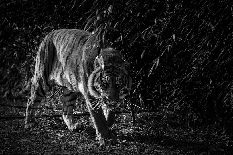 &quot;Sneaking by Tanja Otten Fotografie