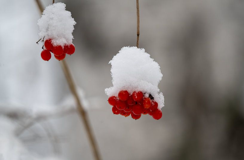 berries in the snow by jaap van der kooij