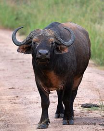 Cape buffalo (Syncerus caffer), Uganda by Alexander Ludwig
