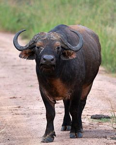 Kaapse buffel (Syncerus caffer), Oeganda van Alexander Ludwig