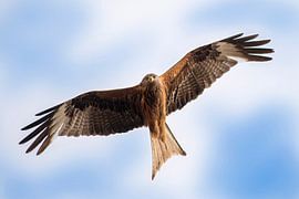 red kite in flight in the sky
