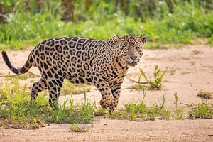 Jaguar läuft durch ein Flussbett von Hillebrand Breuker