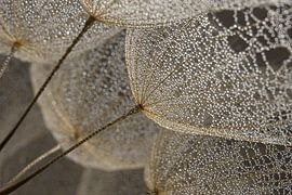 Sanfte Natur in ruhigen Naturtönen: Flaum mit Wassertröpfchen von Marjolijn van den Berg